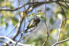 Zosterops atricapilla