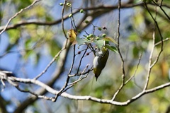 Zosterops atricapilla