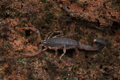 Lychas tricarinatus