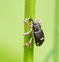 Aoplocnemis rufipes