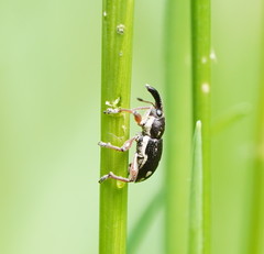 Aoplocnemis rufipes