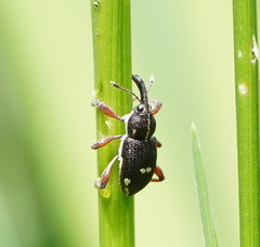 Aoplocnemis rufipes
