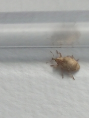 Aneuma compta