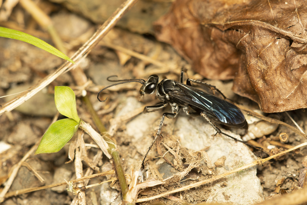 Atopopompilus