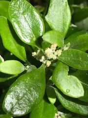 Coprosma quadrifida
