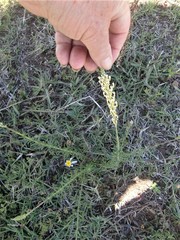 Hebenstretia integrifolia