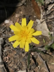 Microseris walteri