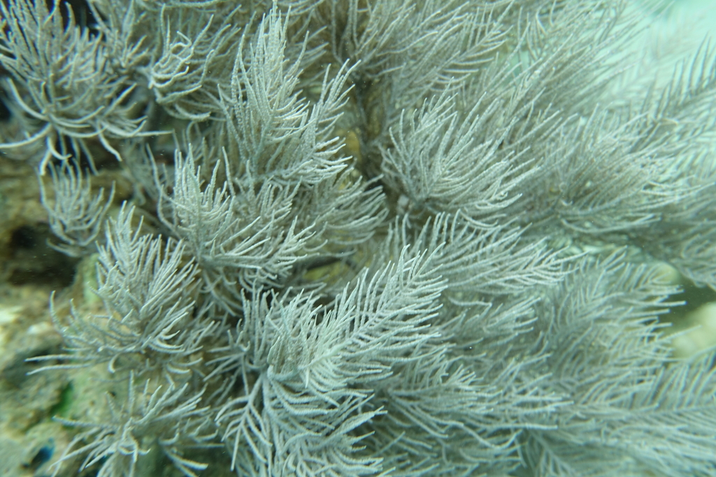 Plumigorgia hydroides