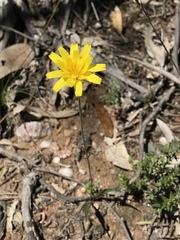 Microseris walteri