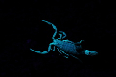 Lychas tricarinatus