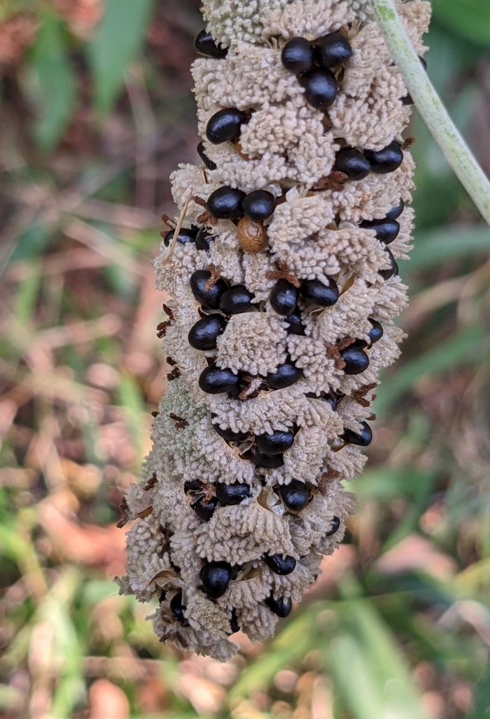 Bùm bụp – Mallotus apelta