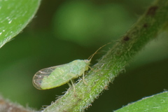 Acizzia jamatonica