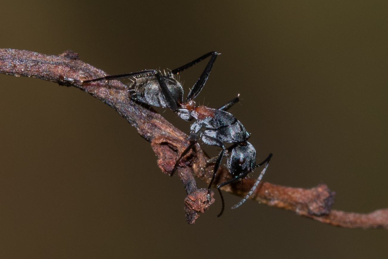 Camponotus fergusoni