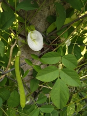 Clitoria ternatea albiflora
