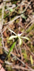 Caladenia atradenia