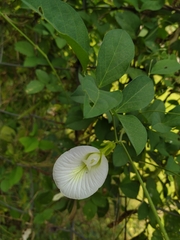 Clitoria ternatea albiflora