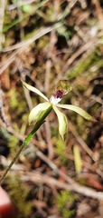 Caladenia atradenia