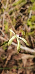 Caladenia atradenia