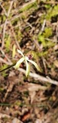Caladenia atradenia