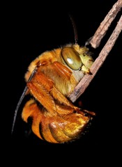 Amegilla bombiformis