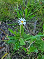 Olearia grandiflora