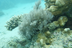 Plumigorgia hydroides