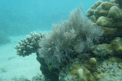 Plumigorgia hydroides