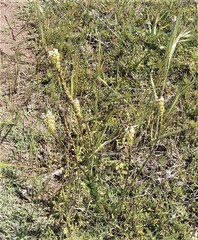 Hebenstretia integrifolia