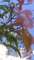 Phoebis philea philea