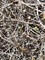 Helichrysum dimorphum