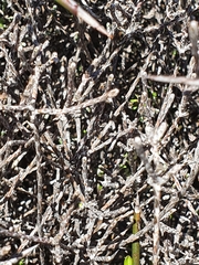 Helichrysum dimorphum