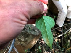Parsonsia leichhardtii