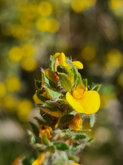 Pultenaea involucrata