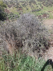 Helichrysum dimorphum