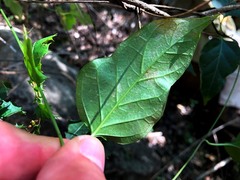 Parsonsia leichhardtii