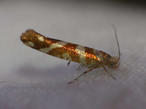 Alksninė Sidabrakandė nuotrauka