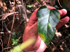 Parsonsia leichhardtii