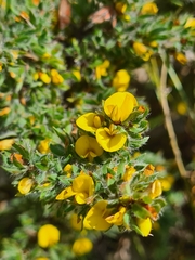 Pultenaea involucrata