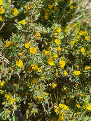 Pultenaea involucrata
