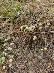 Pimelea oreophila