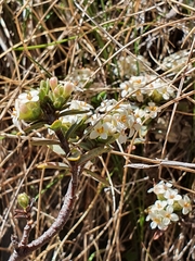 Pimelea oreophila