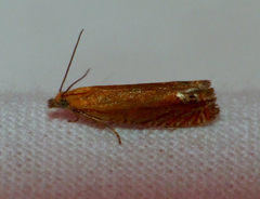 Lathronympha strigana