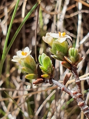 Pimelea oreophila