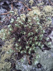 Paronychia argyrocoma