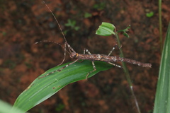 Trachythorax illaesa