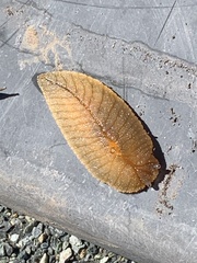 Athoracophorus bitentaculatus