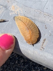 Athoracophorus bitentaculatus