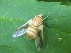 Goniops chrysocoma