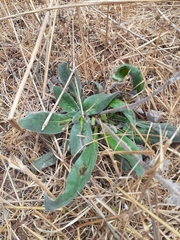 Echium glomeratum