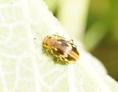 Chalcolampra pustulata